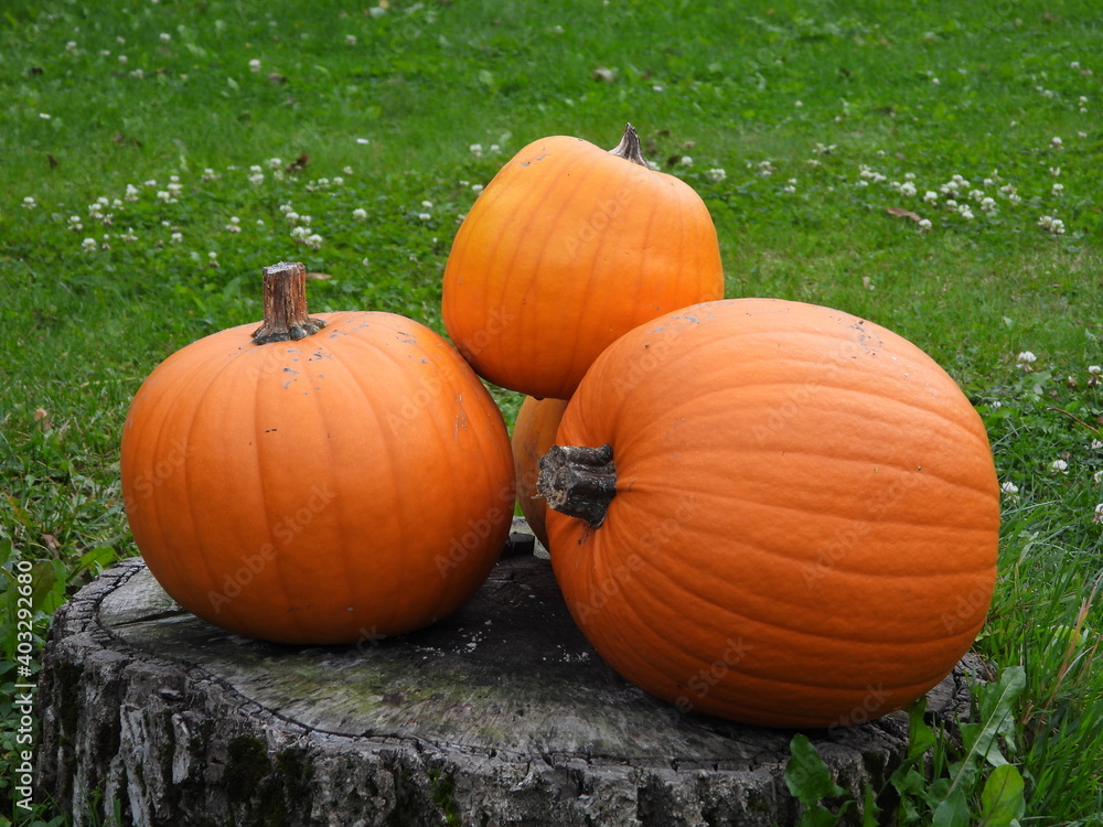 Pumpkin Cucurbita maxima Pumpkin Cucurbita maxima
