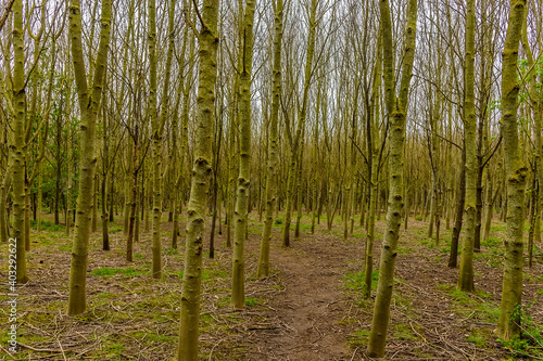 A path leading through a thicket of Alder trees at Fleckney  Leicestershire  UK in springtime