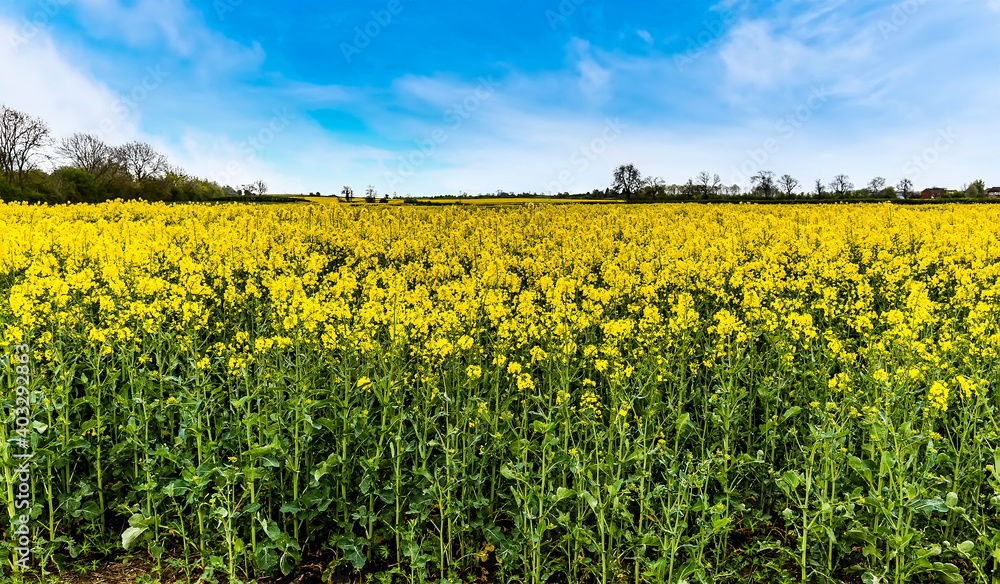 A view of rapeseeds at the edge of a field in Fleckney, Leicestershire, UK in springtime