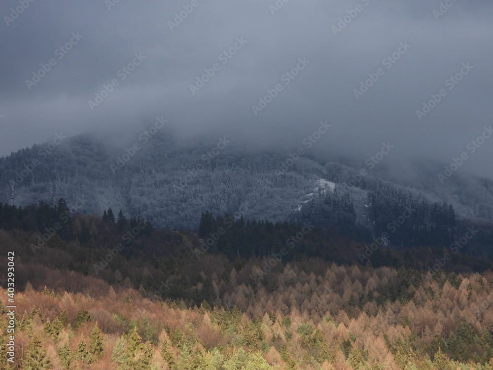 Forest landscape with trees slightly snowed