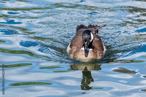 Aleutian Cackling Goose (Branta hutchinsii leucopareia) on lake photo