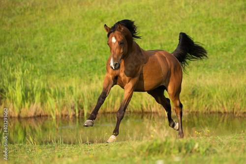 Arabian horse jumping by the pond