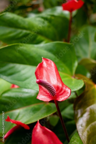 Painter's-palette plant