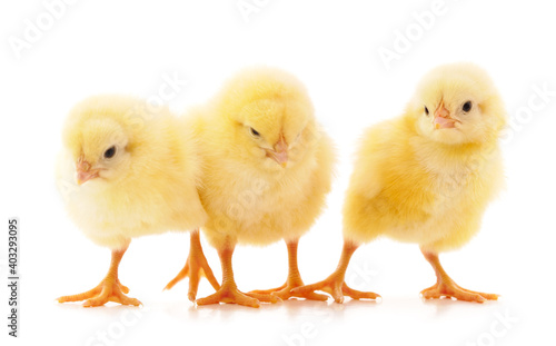 Wallpaper Mural Three small chickens. Torontodigital.ca