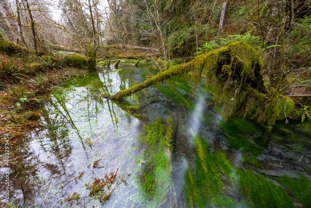 Hoh Rainforest, Olympic National Park, WA Hoh Rainforest, Olympic National Park, WA