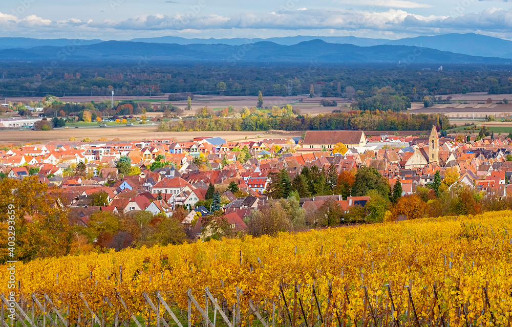 Golden vineyards of Alsace in late fall, France