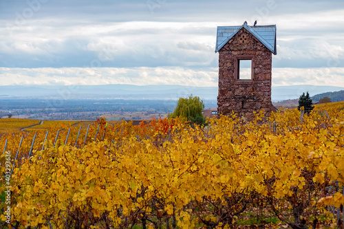 Golden vineyards of Alsace in late fall, France © Oksana Perkins