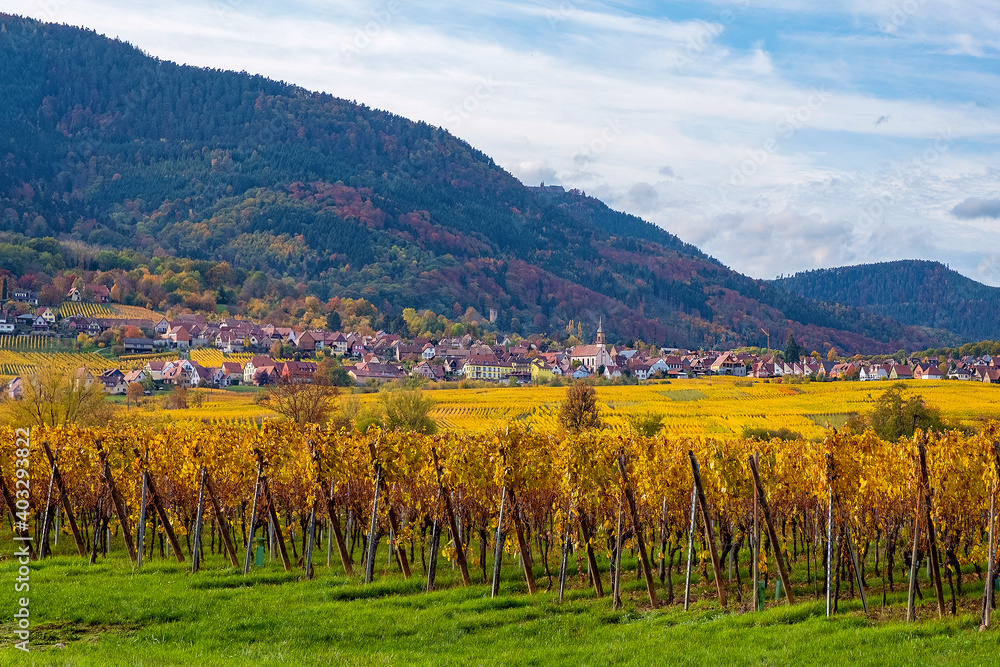 Golden vineyards of Alsace in late fall, France