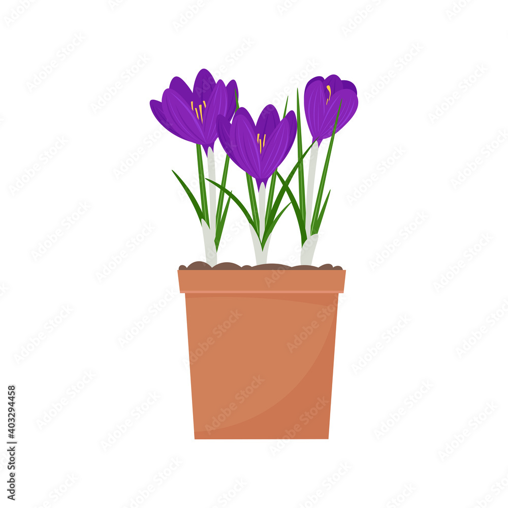 Crocus in a pot. Spring flowers vector illustration, isolated on white background