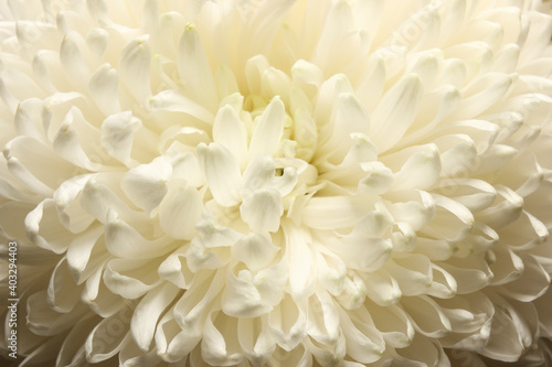 White chrysanthemum petals © vav63