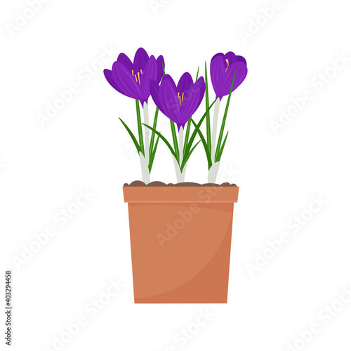 Crocus in a pot. Spring flowers vector illustration  isolated on white background