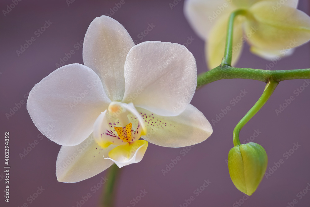 White orchid flower and bud, soft focus and background White orchid flower and bud, soft focus and background