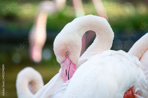 Detail of a flamingo's head just putting its beak into its feathers