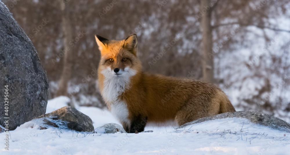 Superbe renard debout dans la neige près d'un rocher dans un parc de Montréal au Canada. Superbe renard debout dans la neige près d'un rocher dans un parc de Montréal au Canada.