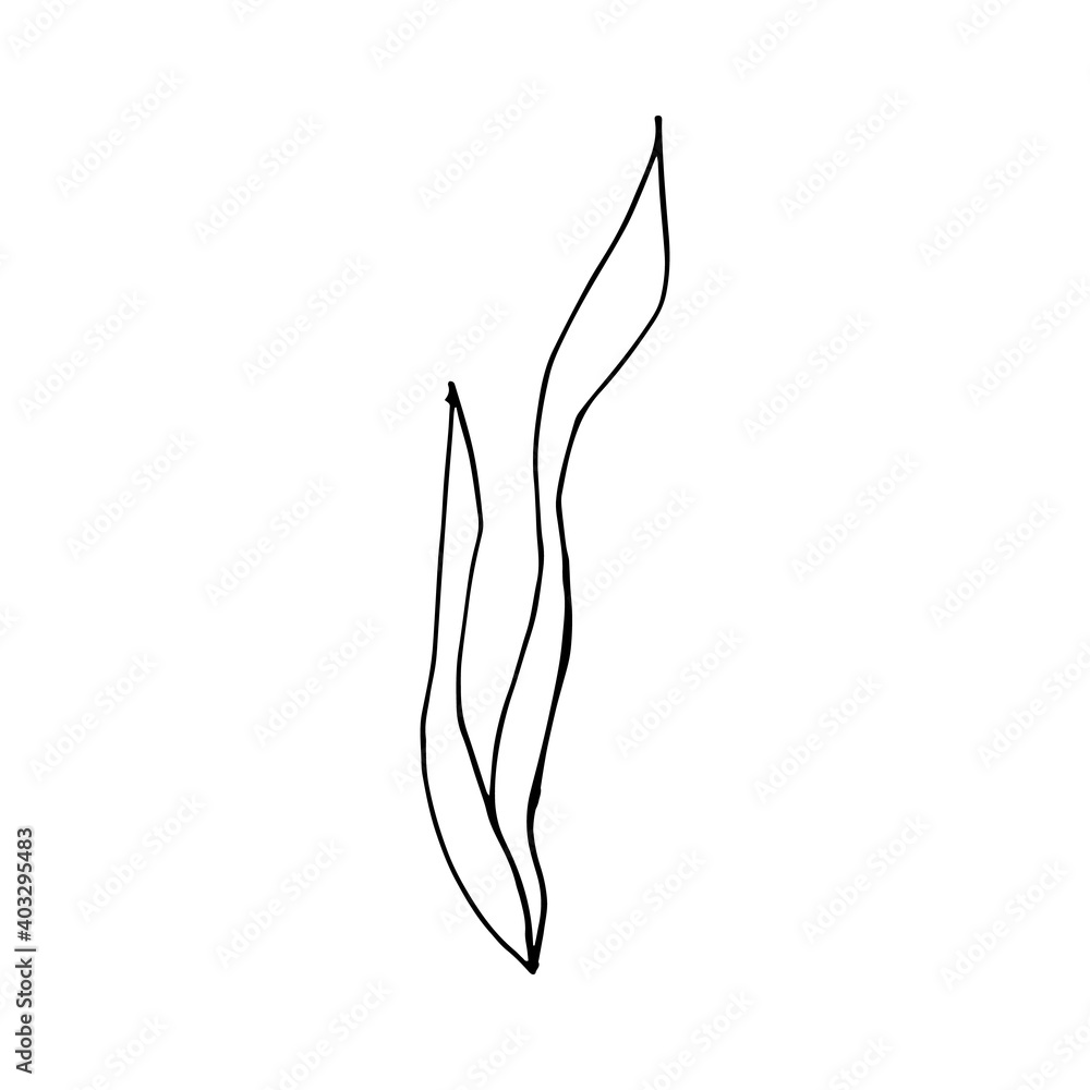 Doodle seaweed. hand drawn of a seaweed isolated on a white background. Vector illustration sticker, icon, design element Doodle seaweed. hand drawn of a seaweed isolated on a white background. Vector illustration sticker, icon, design element