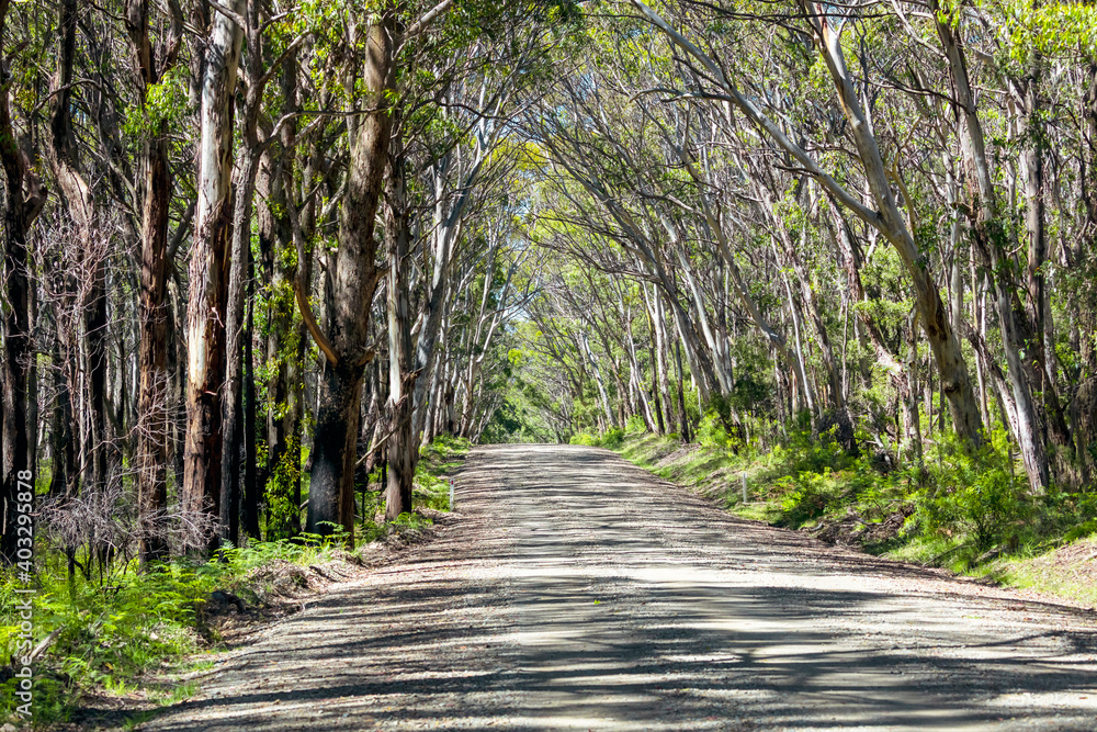 Fototapeta premium A long dirt road in a forest in Kanangra-Boyd National Park in regional Australia