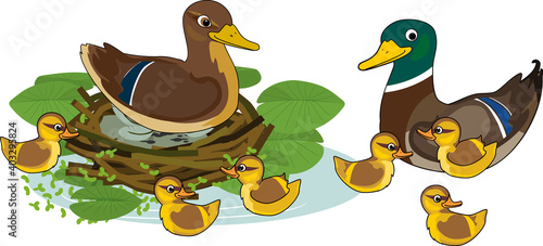 Family of cartoon wild ducks (mallard): dad, mom and chicks near the nest isolated on white background