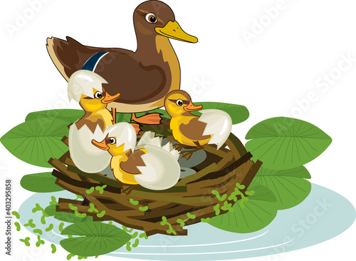 Mother wild duck (mallard or Anas platyrhynchos) in nest with hatched ducklings