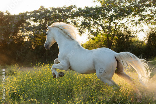 Schilderij op canvas Andalusian stallion galloping among flowers at sunset