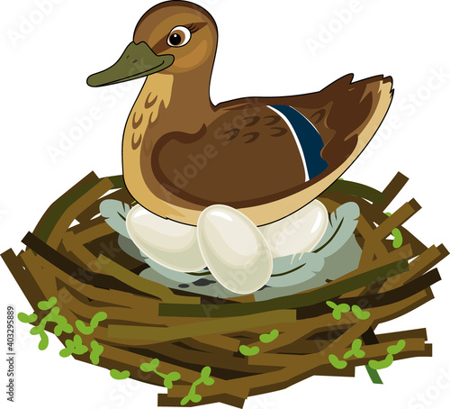 Mother wild duck (mallard or Anas platyrhynchos) sits over eggs in nest isolated on white background