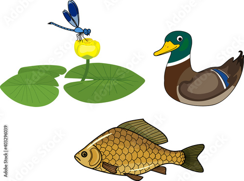 Set of inhabitants of pond (dragonfly on yellow water-lily flower, wild duck and crucian fish) isolated on white background