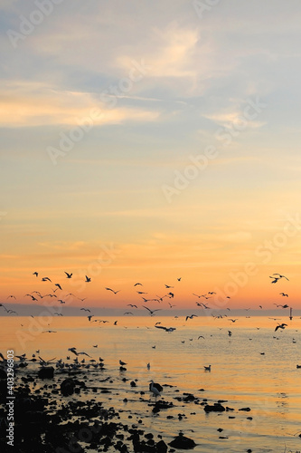 Flock of seagulls on the beach and beautiful sunset. Landscape in Split, Croatia. © jelena990