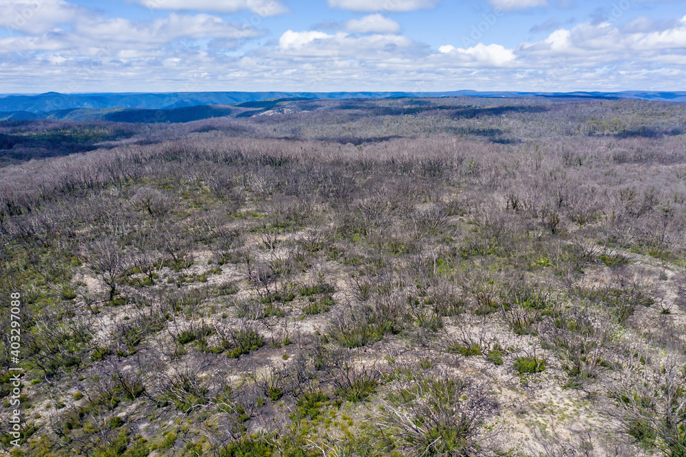 Aerial view of forest regeneration after bushfire in regional Australia