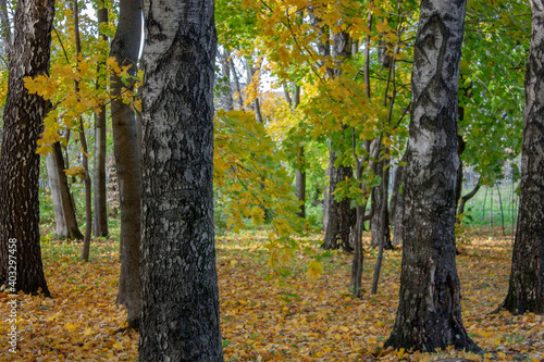 White birch trunks in October. Branches of trees with dry orange leaves in the autumn forest. Autumn landscape a clear sunny day. Wildlife in the fall in central Russia. The colors of autumn.