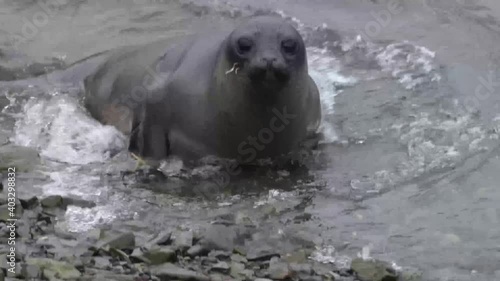 Cute elephant seal crawling out of the water.