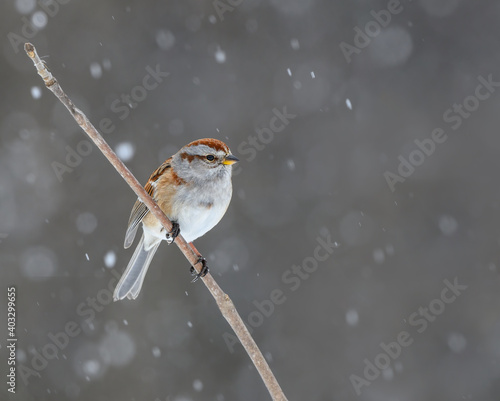 American Tree Sparrow Perched on Tree Branch on Snowy Day © FotoRequest