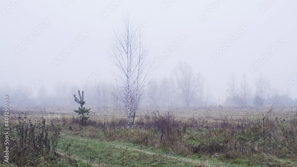 Fogy morning landscape