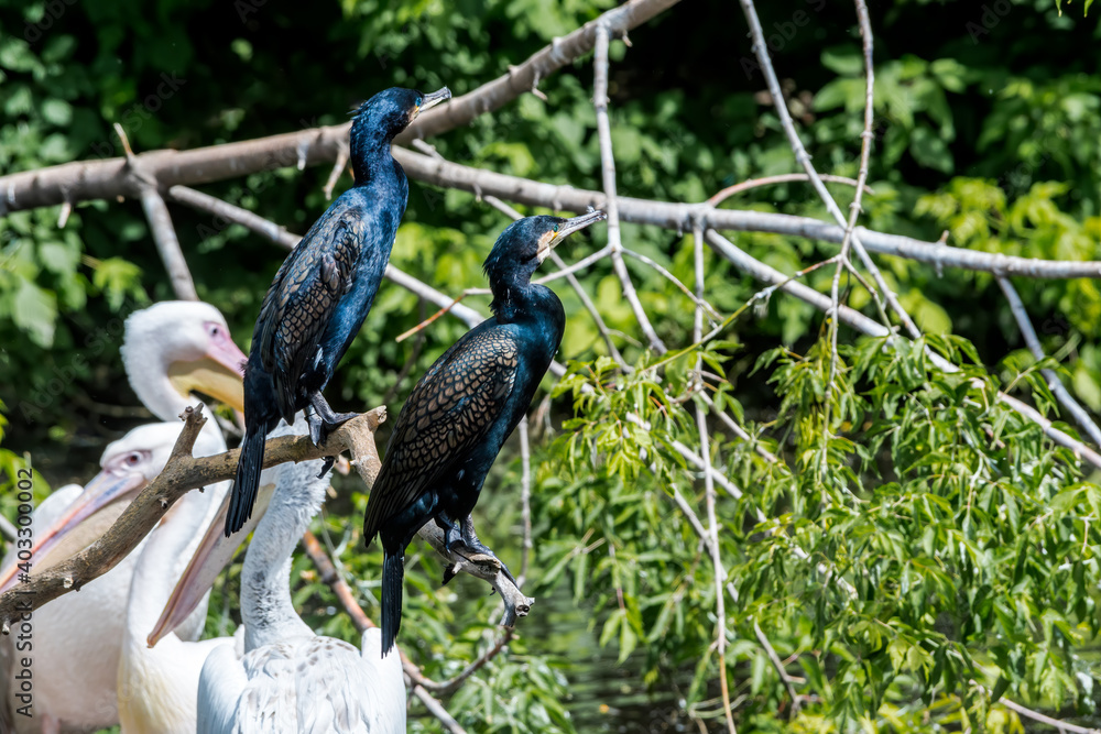Fototapeta premium Great Cormorants (Phalacrocorax carbo) on pond