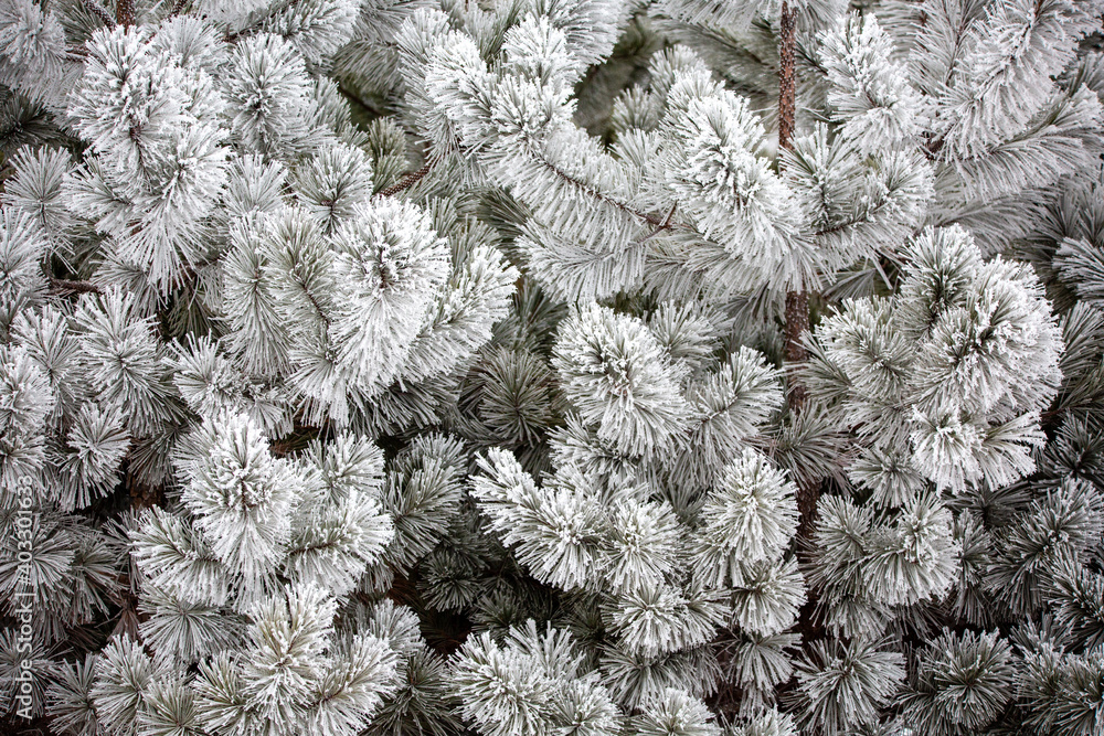 Close up of snow covered Wisconsin pine trees in January