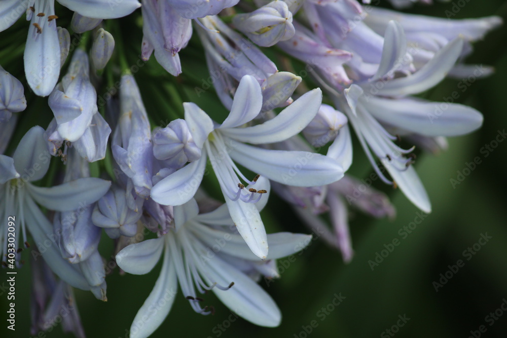 Flores - Agapanthus Flores - Agapanthus