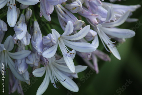 Flores - Agapanthus