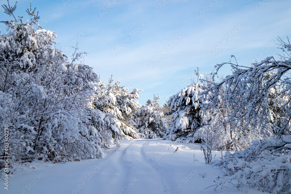 Snow covered road and forest in central Wisconsin in January Snow covered road and forest in central Wisconsin in January