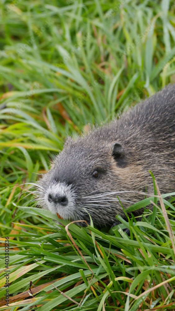 Nutria Nutria
