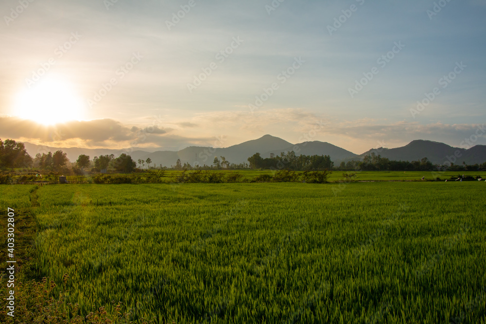 Serene sunset over rice paddies in Tay Son region in Binh Dinh Province, Vietnam
