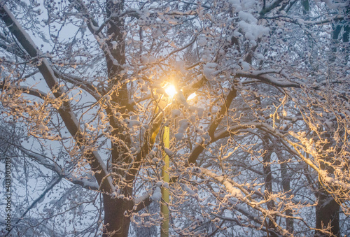 Eie Straßenlaterne und Bäume mit Schnee bedeckt photo