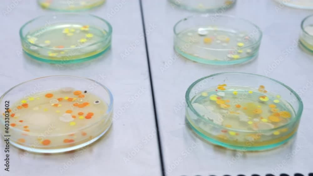 A panorama of open petri dishes with multi-colored colonies of bacteria laid out in a sterile cabinet. Analysis of bacteria after experiment. A panorama of open petri dishes with multi-colored colonies of bacteria laid out in a sterile cabinet. Analysis of bacteria after experiment.