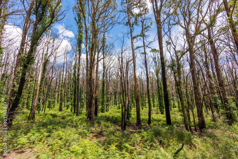 Forest regeneration after bushfire in Kanangra-Boyd National Park in regional Australia Forest regeneration after bushfire in Kanangra-Boyd National Park in regional Australia