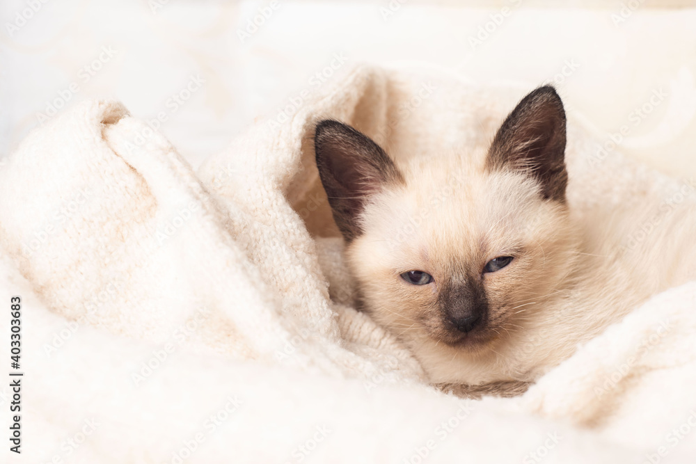 Thai cat kitten is sleeping sweetly under the covers. siamese kitten Thai cat kitten is sleeping sweetly under the covers. siamese kitten