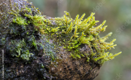 Green moss over tree trunk. Macro.