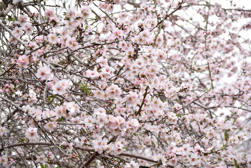 pink cherry blossom © Aviel