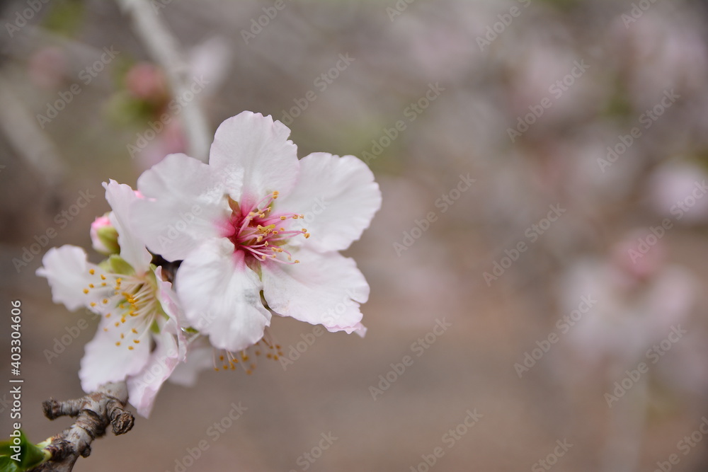 Obraz premium blossom