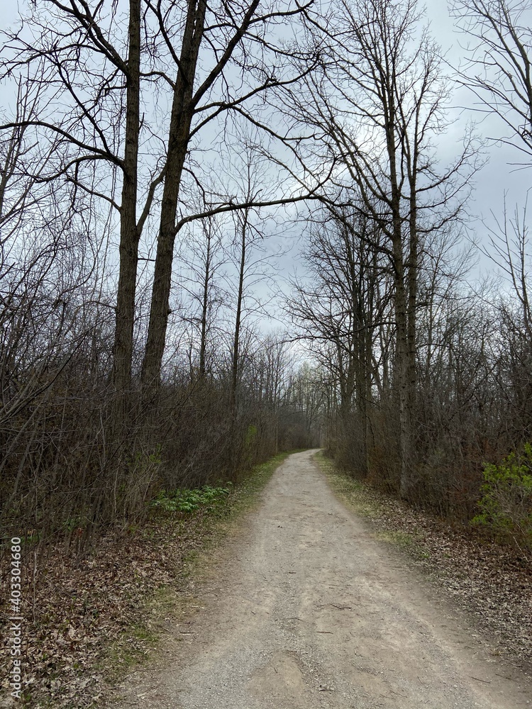 road in the woods road in the woods