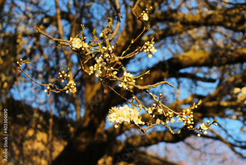 Blossomed white flower branch of a plum tree. The picture is taken in Bulgaria, Stara planina moutain region.  photo