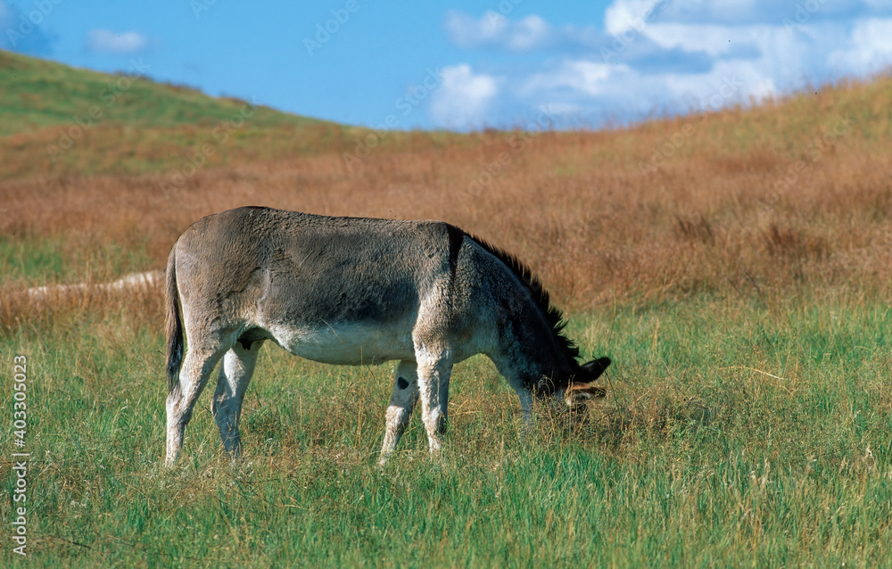 Wild donkey, living free on the prairie, USA Wild donkey, living free on the prairie, USA