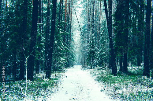 Forest winter landscape with coniferous trees and a path through the forest