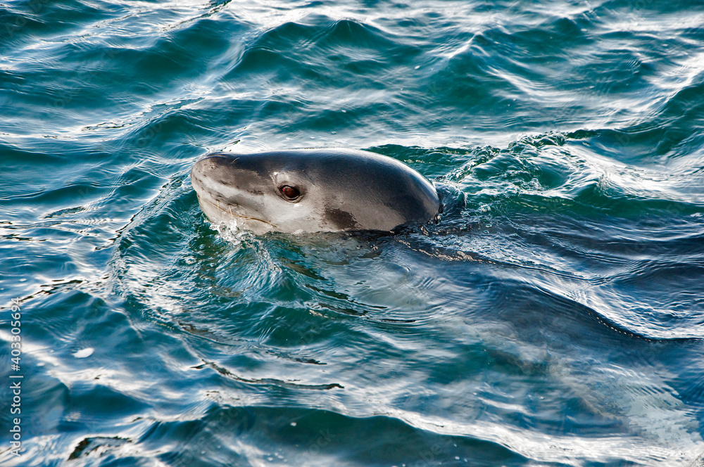 Obraz premium lampart morski